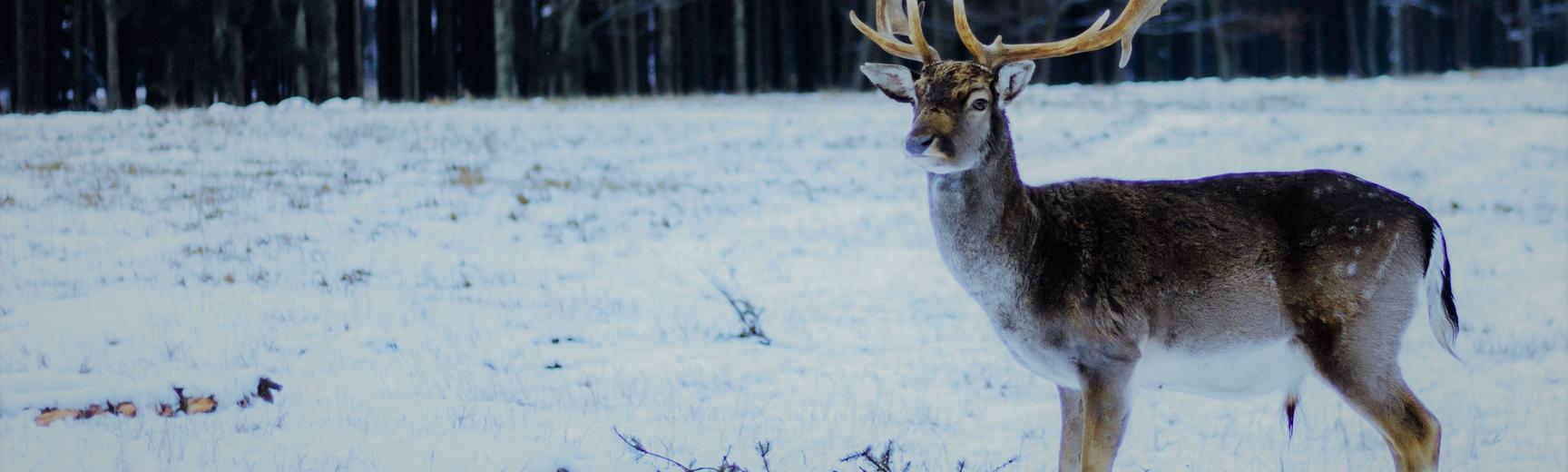 Reindeer in Snow